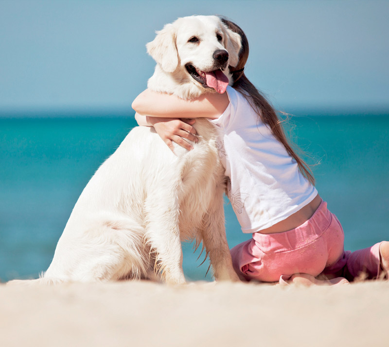 Dog Transfer Sicily