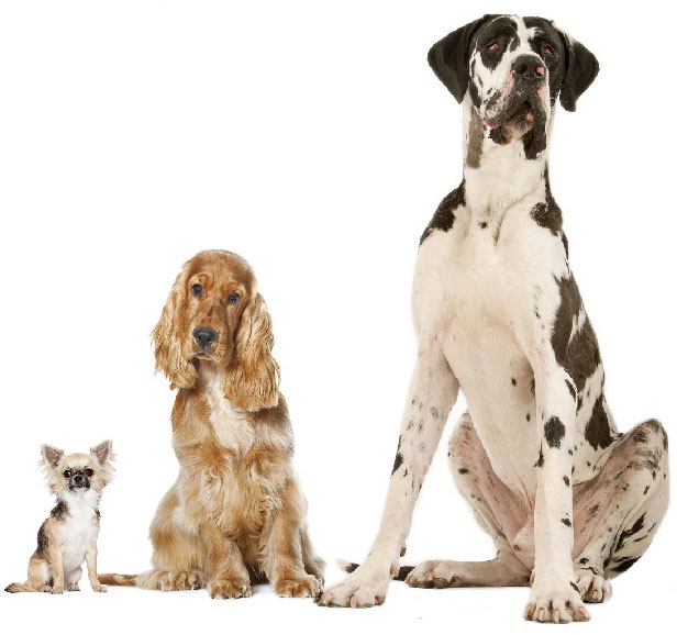 Header Taglia Del Cane